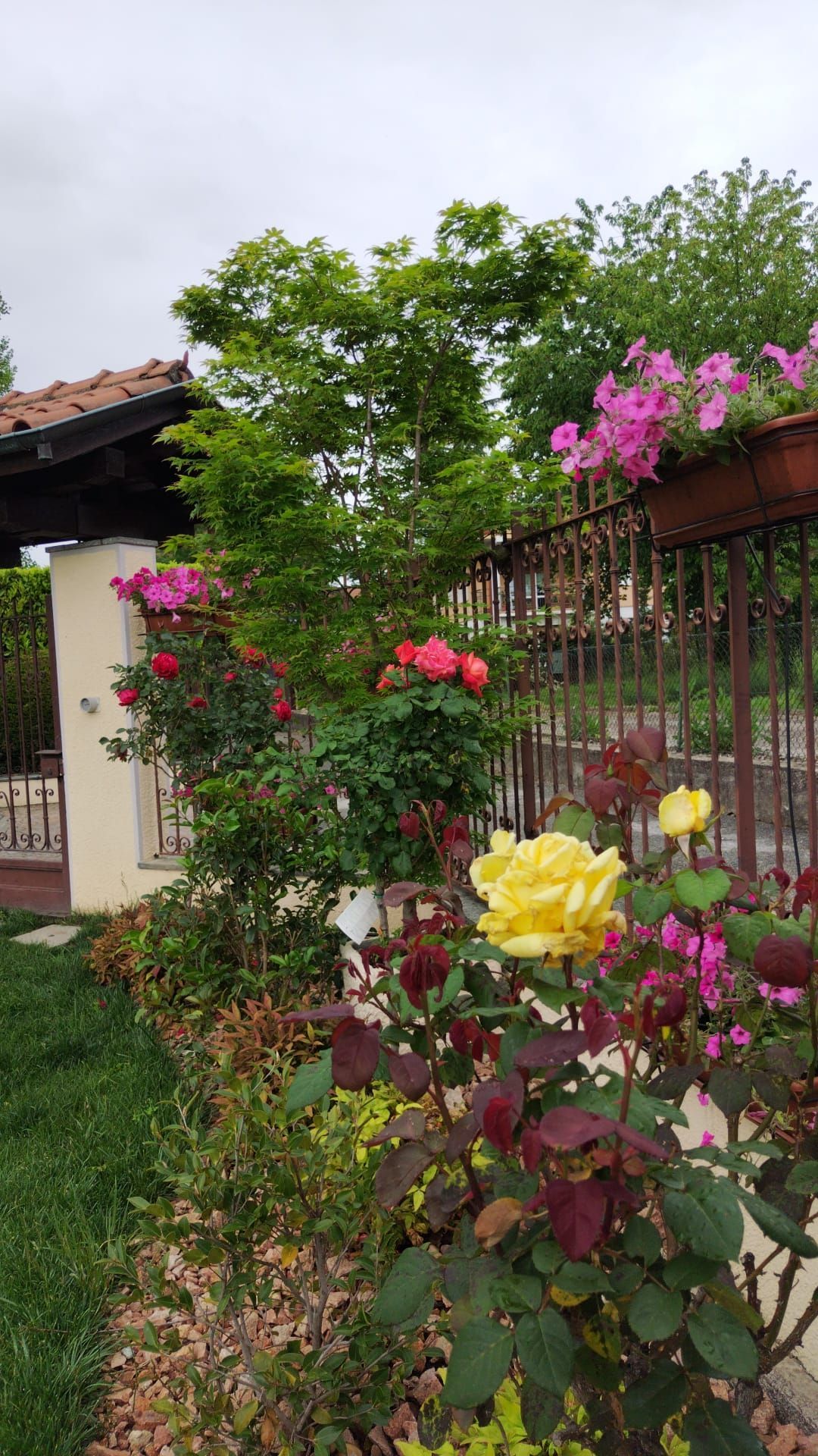 Giardino luminoso con fiori rosa e gialli accanto a una recinzione e a una casa