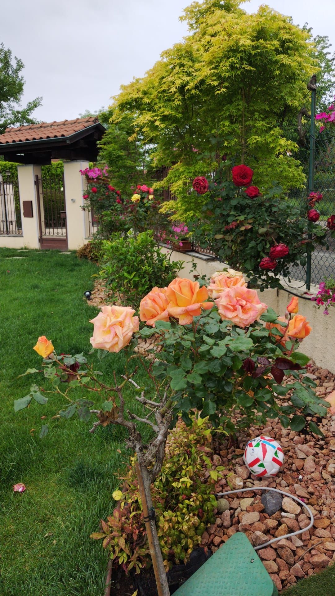 Scena di giardino con rose color pesca e rosse in fiore accanto a una casetta e rigogliosi cespugli verdi.
