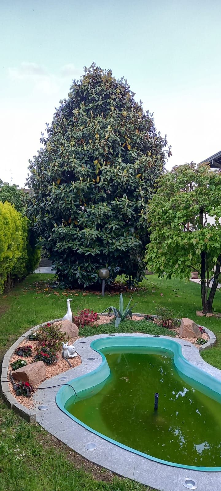 Giardino paesaggistico con un grande albero dietro un piccolo laghetto verde e bordure in pietra.