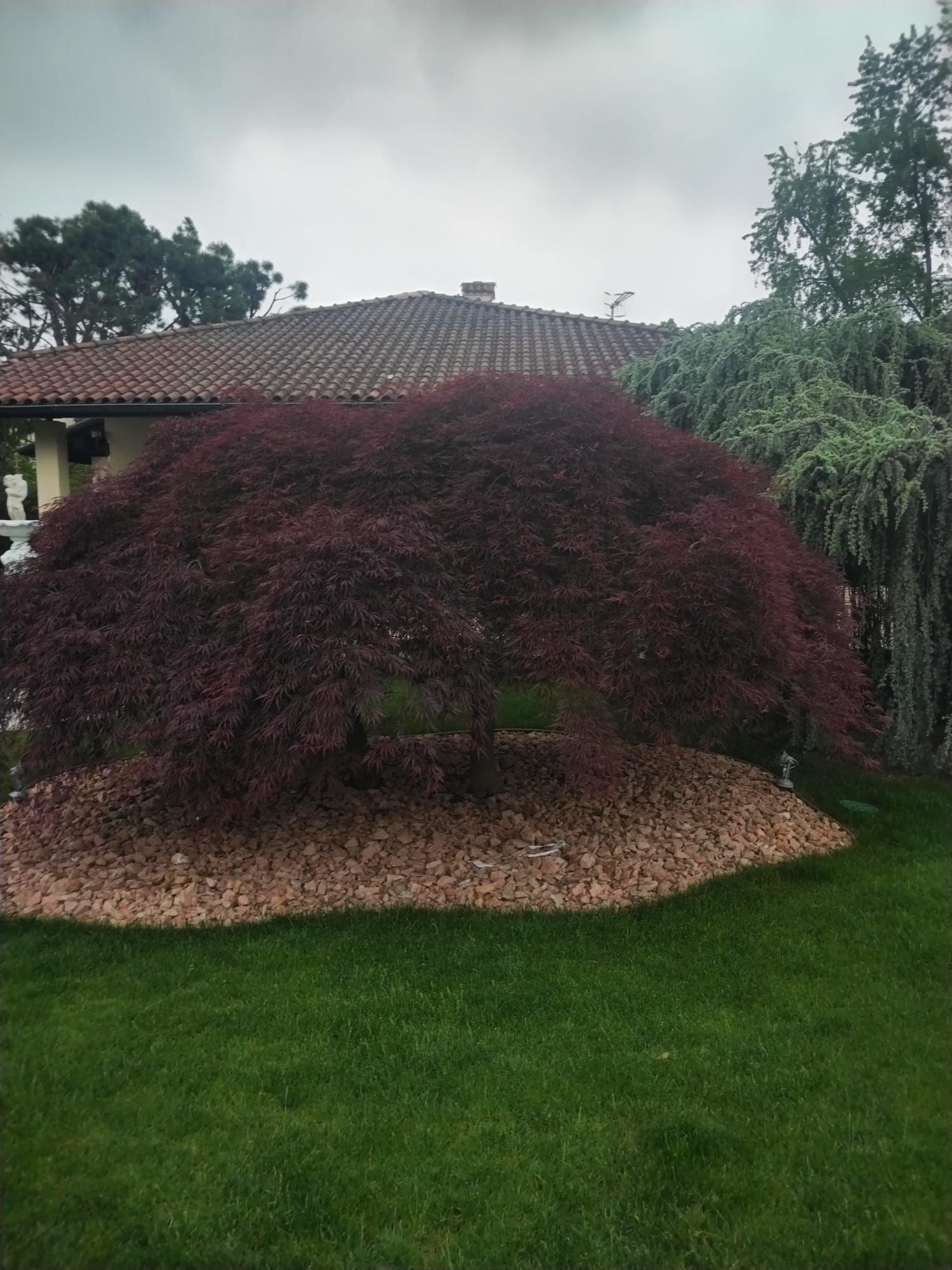 Piccolo albero dalle foglie rosse in un giardino curato accanto a una casa con prato verde e cielo nuvoloso.