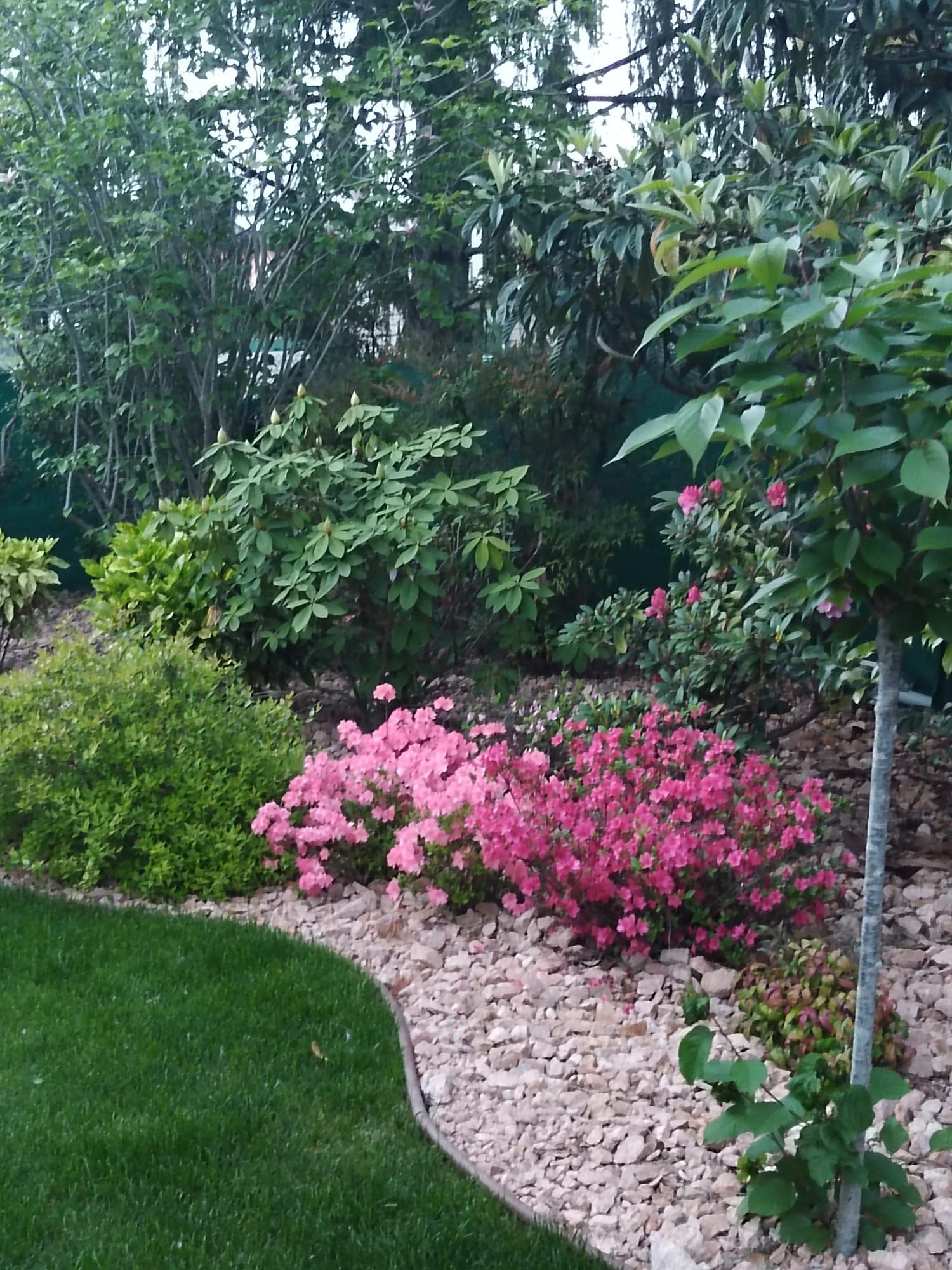 Giardino con azalee rosa, un prato verde e un sentiero di pietra sinuoso accanto ad alberi e arbusti.