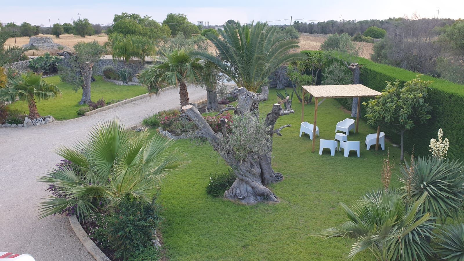 Giardino con palme, prato verde e un tavolo da patio ombreggiato da un ombrellone e sedie.