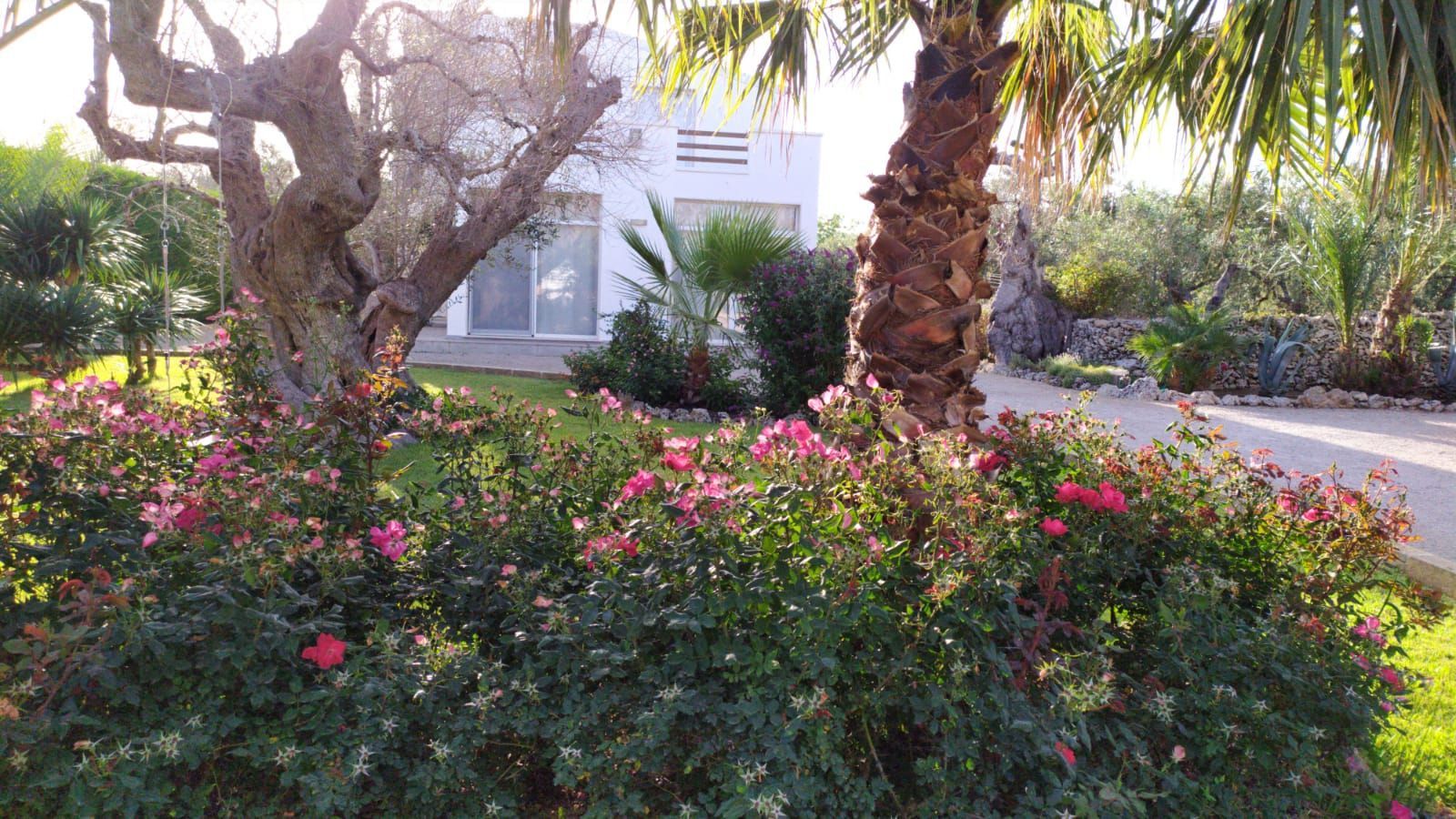 Giardino fiorito con fiori rosa, palme e una casa illuminata dal sole sullo sfondo.