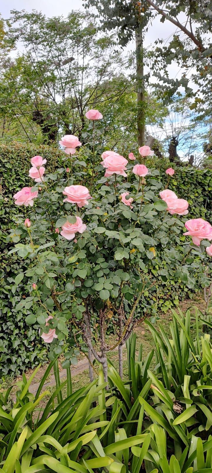Rose rosa che sbocciano su un cespuglio in un giardino con alberi alti e fogliame verde sullo sfondo.