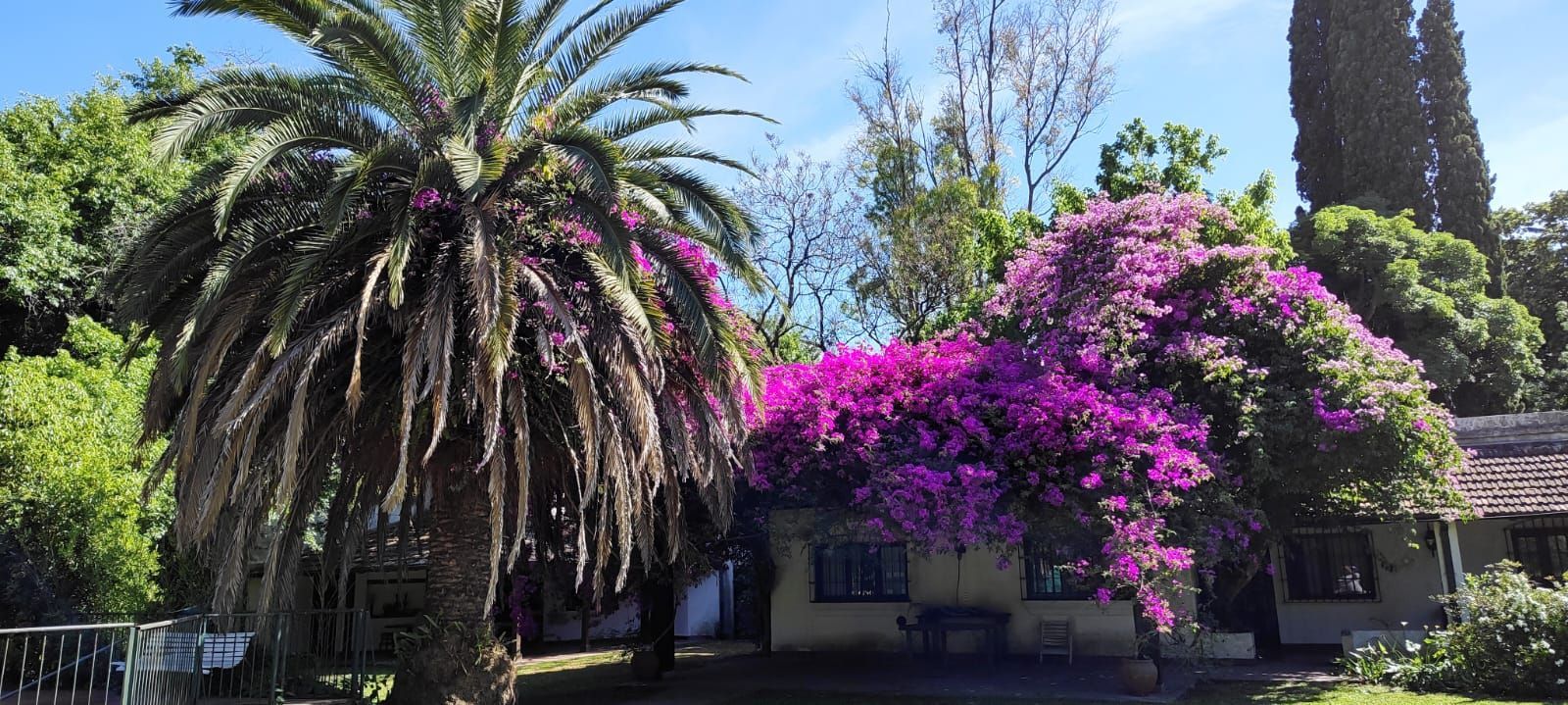 Giardino tropicale con una grande palma e bouganville viola in fiore davanti a una casa