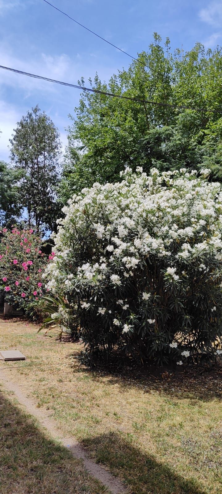 Sentiero nel giardino accanto a cespugli fioriti e un albero sotto un cielo azzurro.