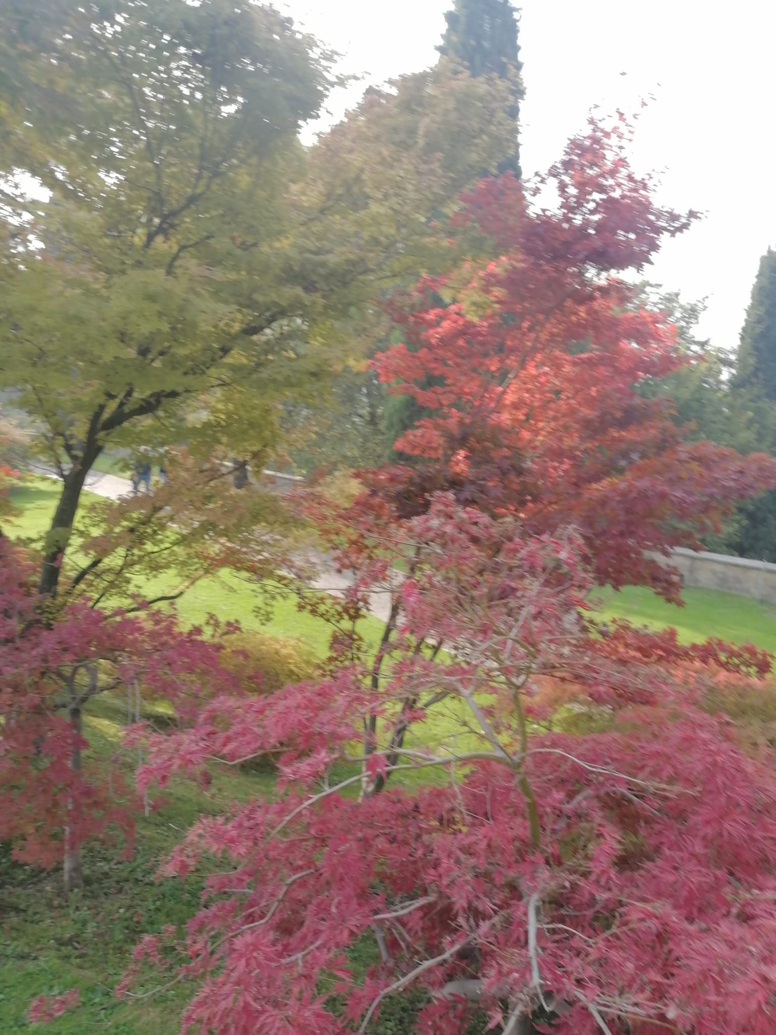 Alberi autunnali con foglie rosse e verdi in un parco