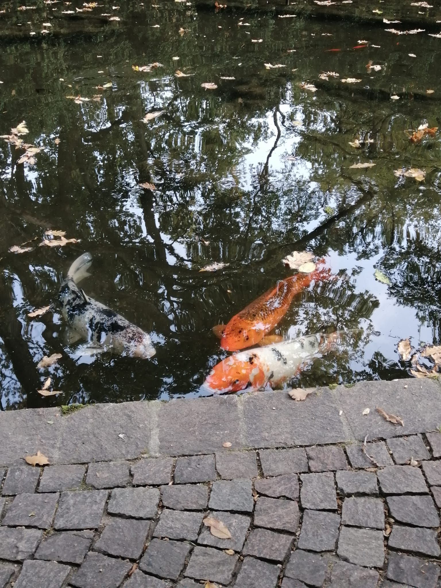Pesci koi arancioni nuotano vicino al bordo di uno stagno lastricato di ciottoli, con riflessi sull'acqua.