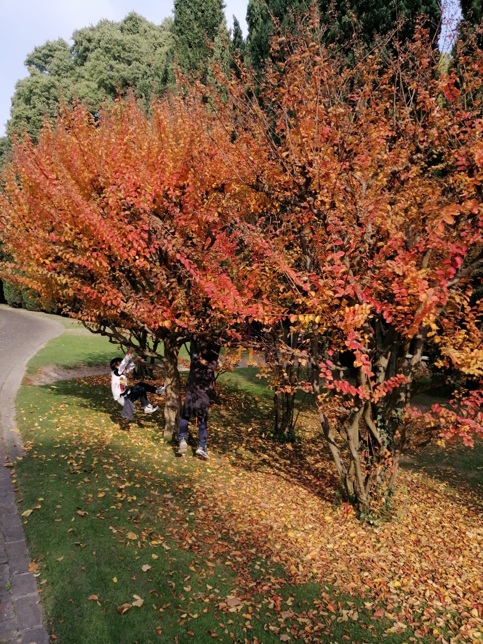 Due persone potano un albero autunnale rosso-arancio accanto a un prato e a un sentiero.