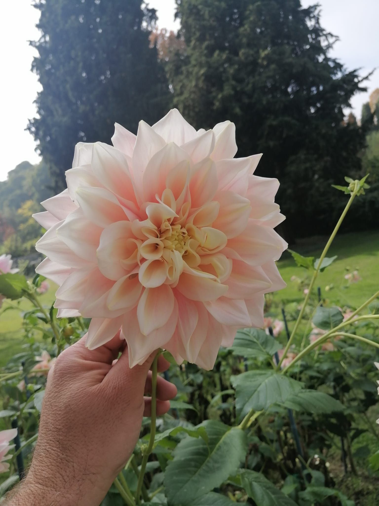 Una mano che regge un fiore di dalia rosa pallido in un giardino, con piante e alberi verdi sullo sfondo.