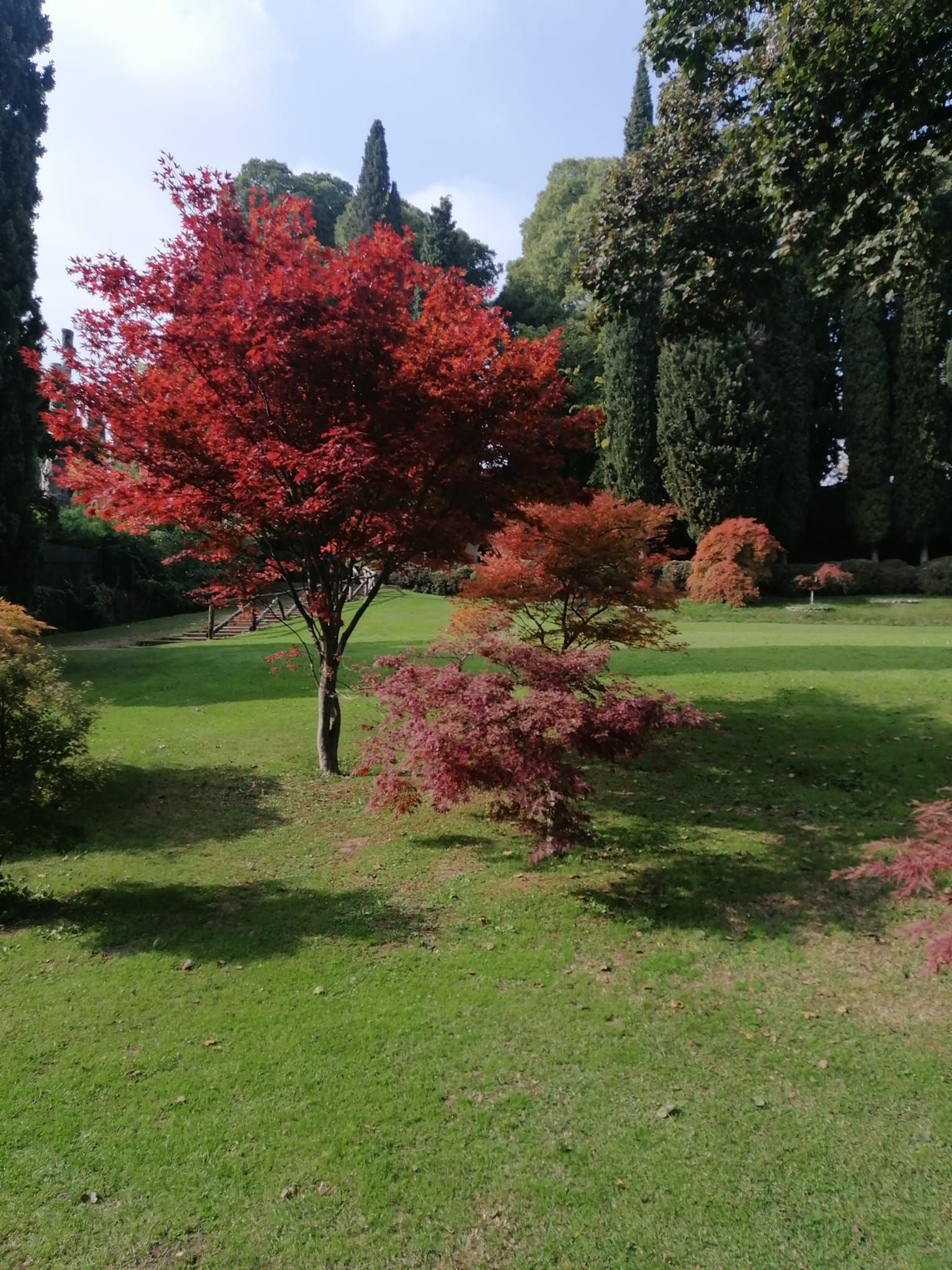 Piccolo albero dalle foglie rosse in un parco verde e soleggiato, con alberi più alti sullo sfondo.
