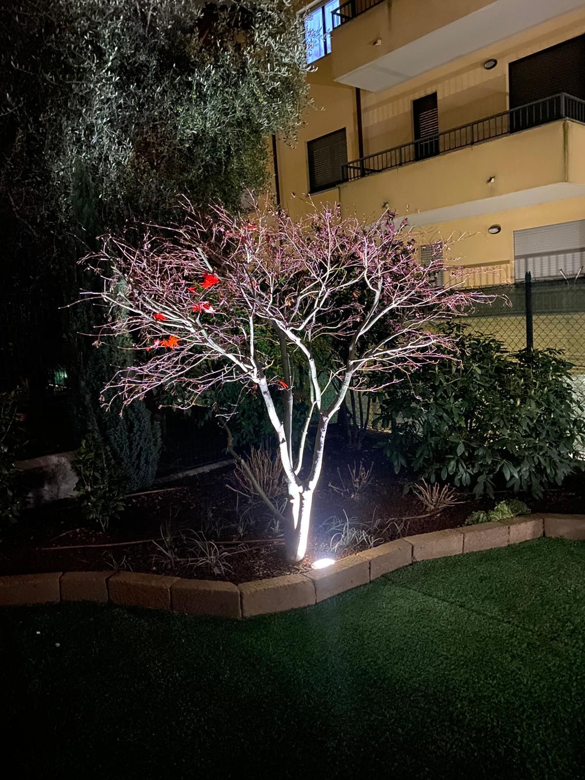 Albero ornamentale illuminato di notte con fiori rosa in un giardino paesaggistico accanto a un edificio giallo