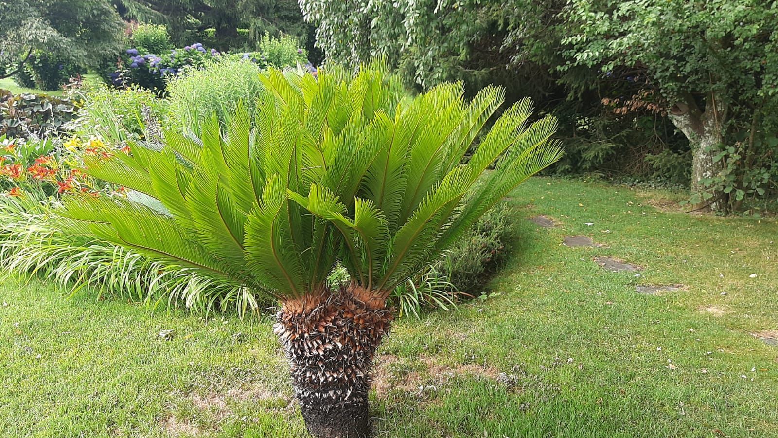 Una cicadacea di un verde brillante in un giardino con alberi ed erba sullo sfondo.