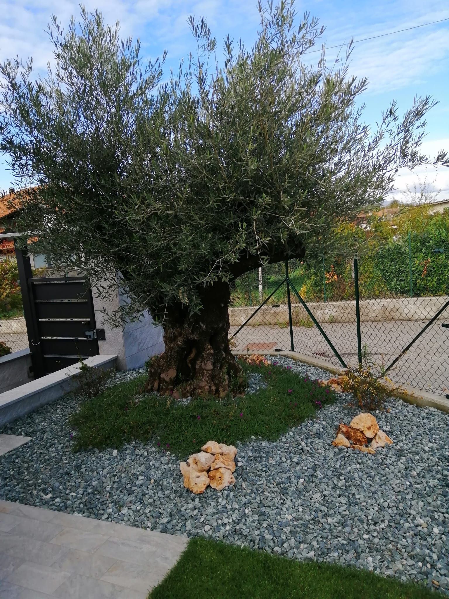 Piccolo albero in un cortile ghiaioso accanto a un cancello e a un patio, con pietre intorno alla base.