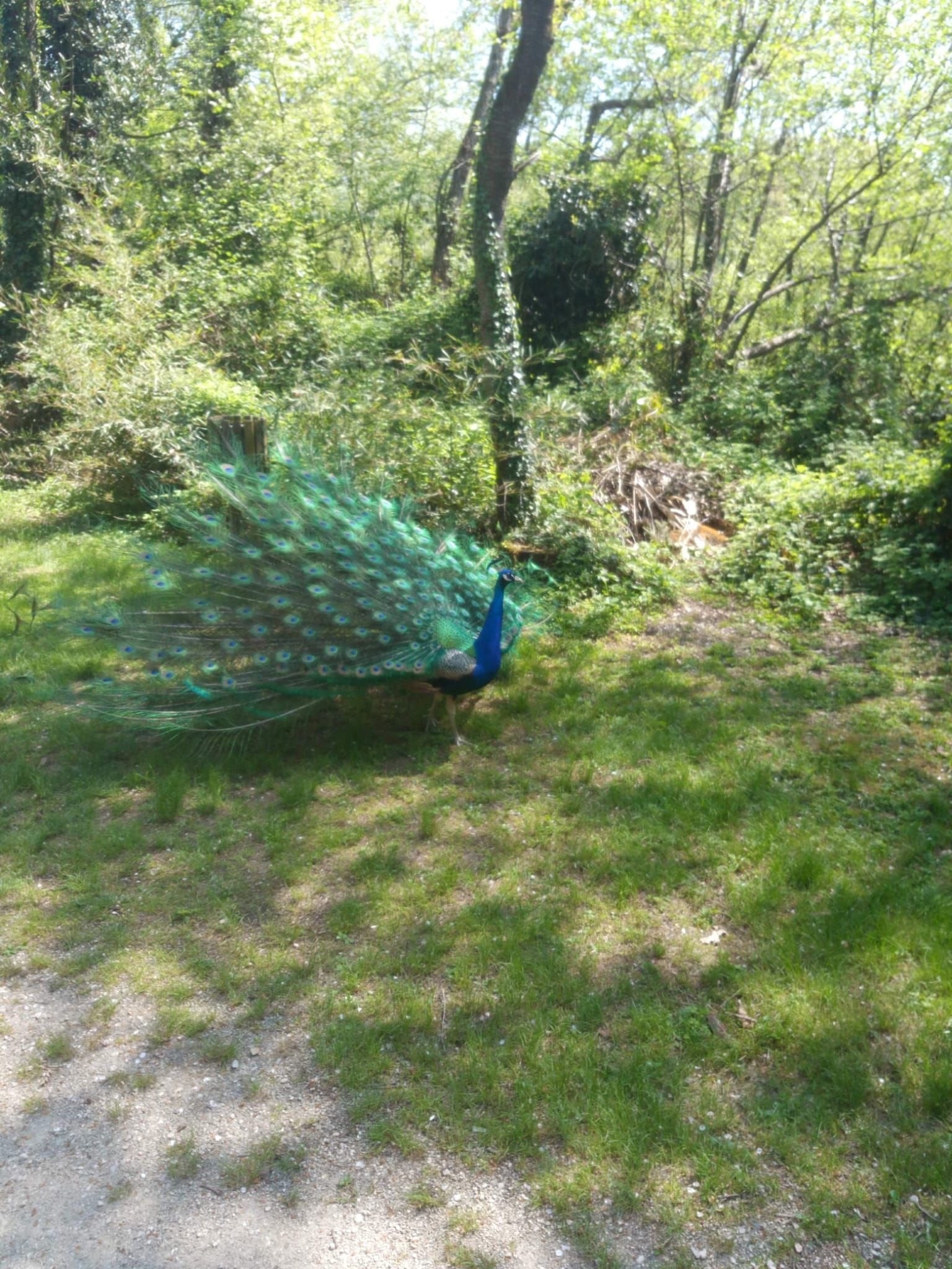 Pavone dalle piume iridescenti della coda sull'erba a lato di un sentiero boscoso