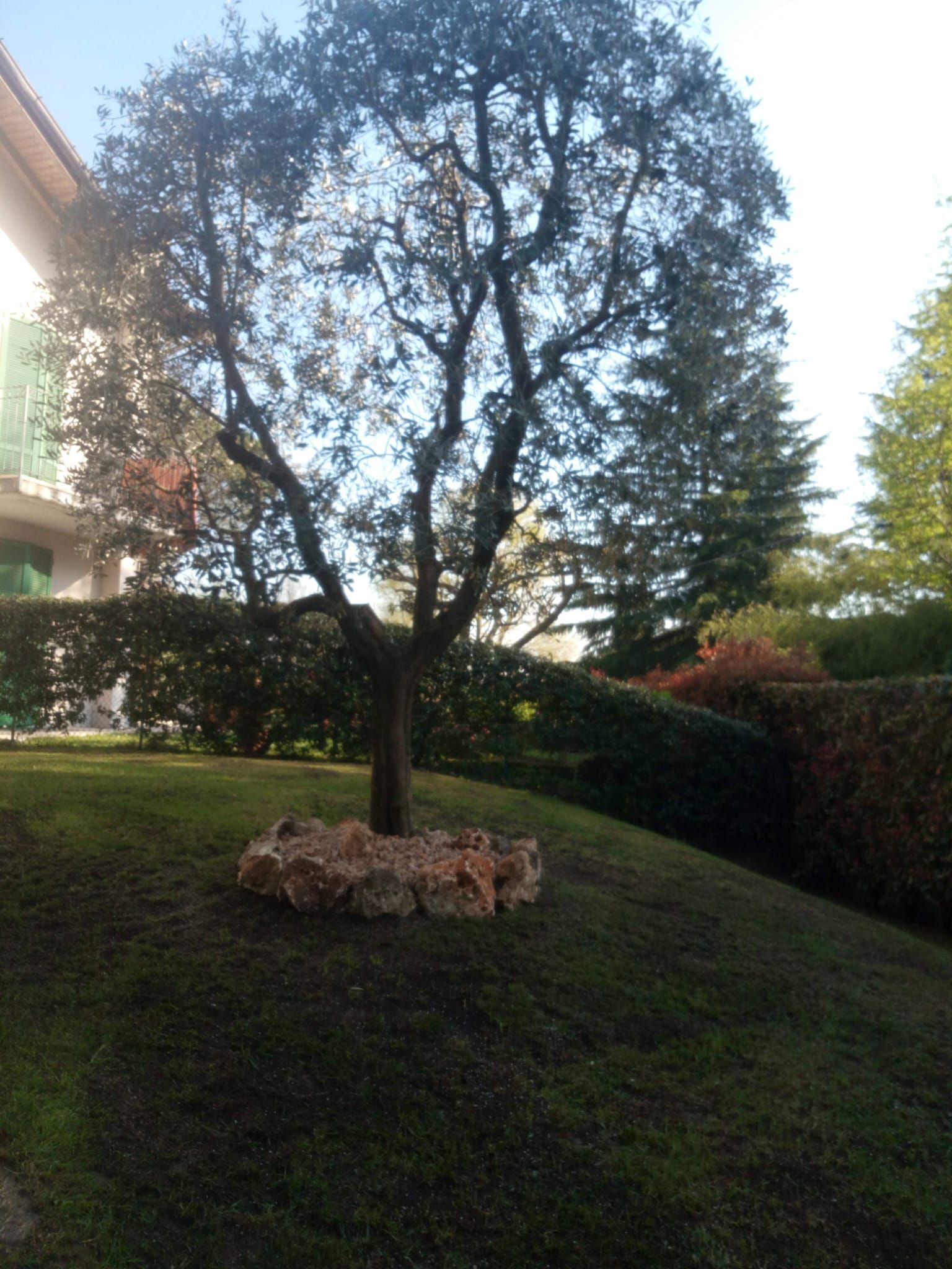 Albero su un pendio erboso accanto a un edificio, con rocce alla base e altri alberi sullo sfondo.