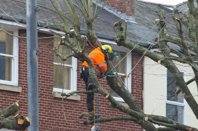 Worker in bright orange safety gear pruning tree branches outside a brick house.