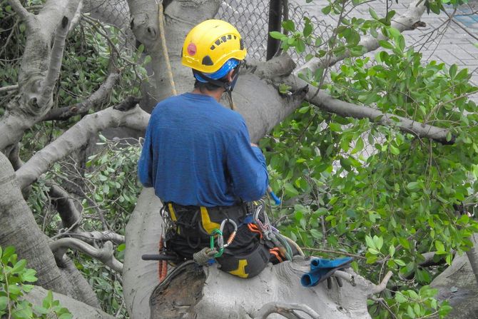 Arborist in yellow helmet and blue shirt working in a tree with climbing gear and chainsaw