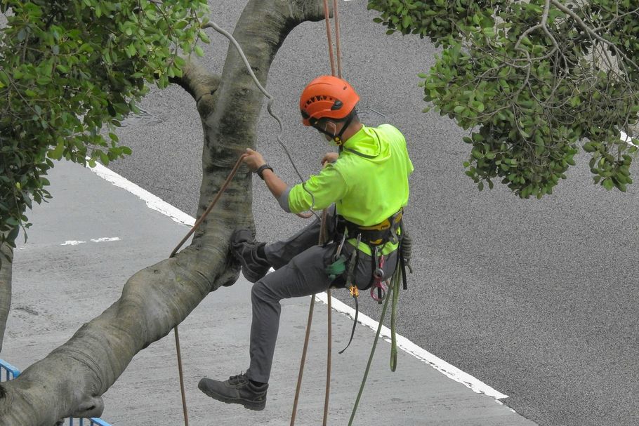 Arborist in orange helmet and neon shirt climbing a tree with safety harness above a road