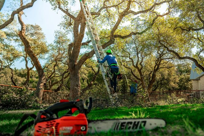 Worker trimming tree branches in a wooded yard, with a red chainsaw in the foreground.