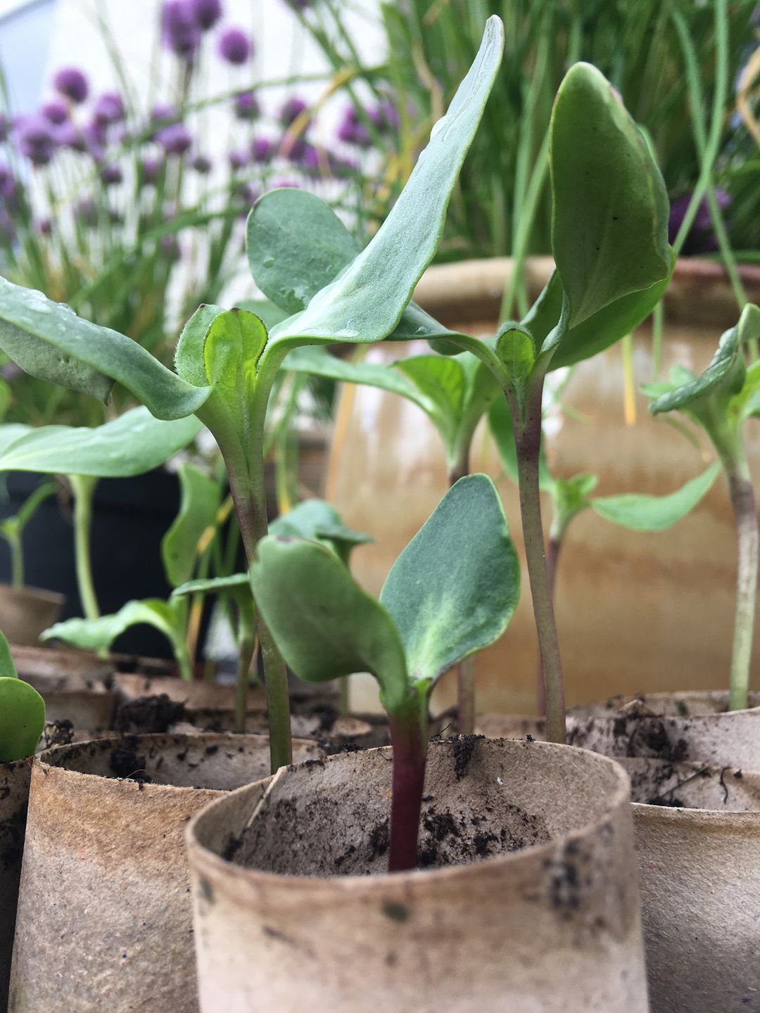 Picture of seedlings