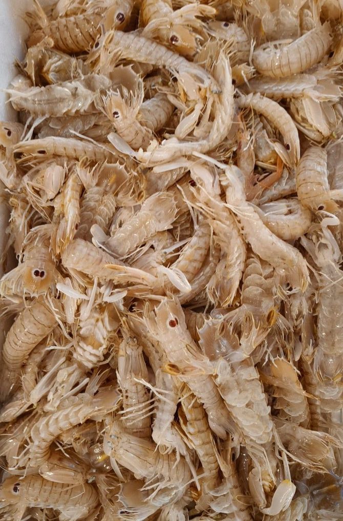 pesce fresco