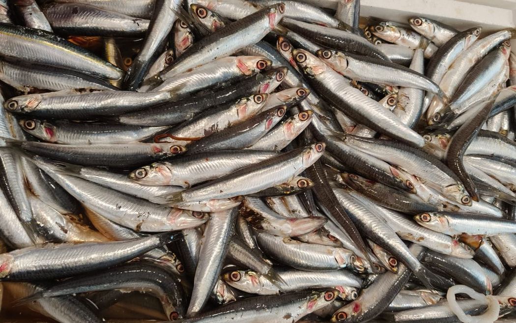 Pesce e frutti di mare freschi esposti sul ghiaccio con erbe aromatiche, pomodori e verdure in un mercato del pesce.