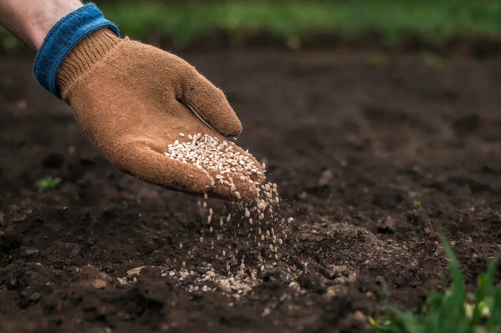 Gloved hand scattering seeds on dark soil.