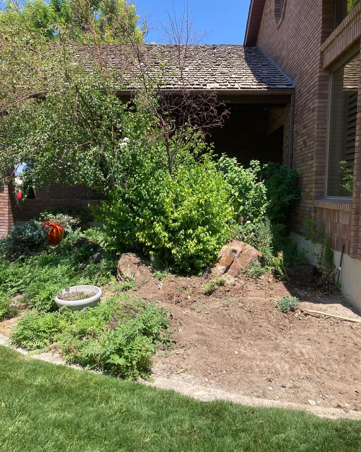 before look of front yard