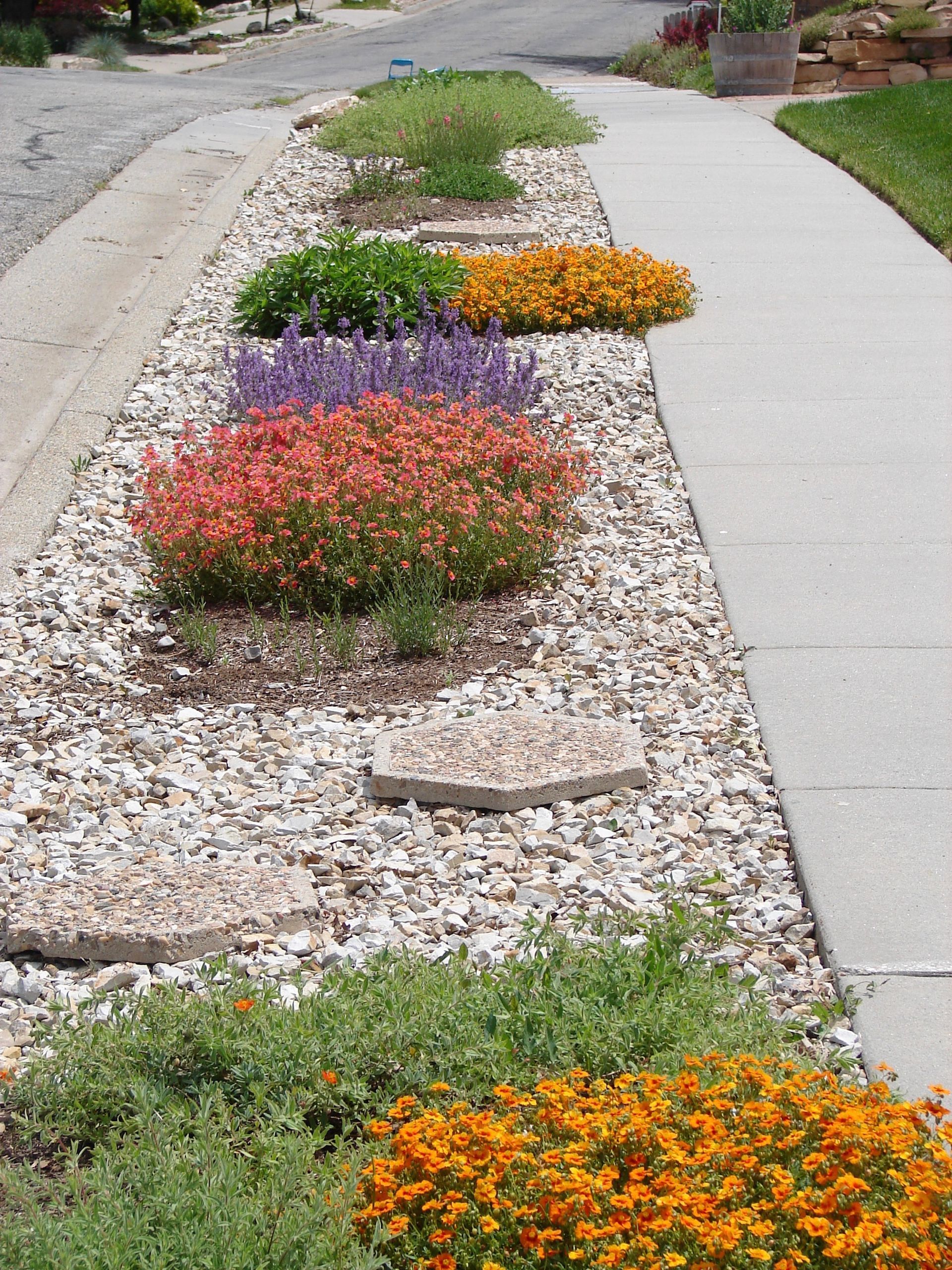 xeriscape on the road with colorful plant