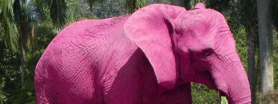 In het bos staat een roze olifant.