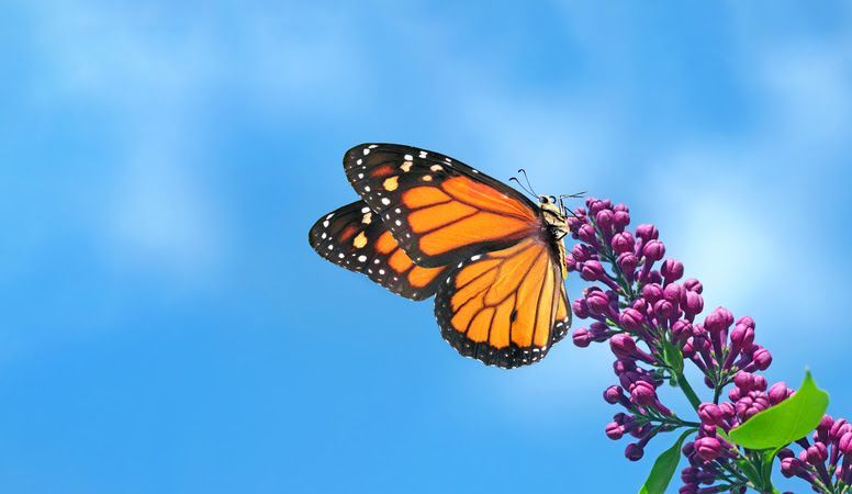Monarch butterfly perched on purple flowers against a blue sky