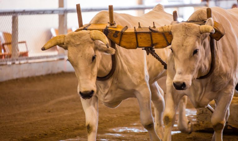 Two light-colored oxen wearing a wooden yoke, walking forward in a sandy-floored, fenced arena.