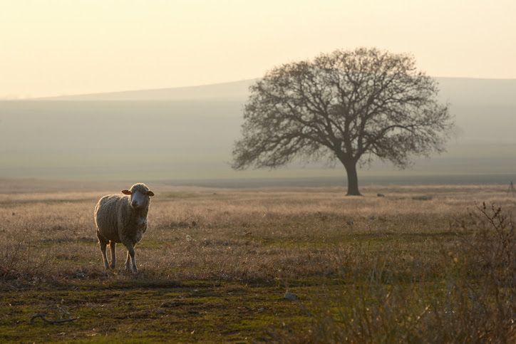 Sheep stands in a field near a bare tree. Soft, golden light bathes the landscape.
