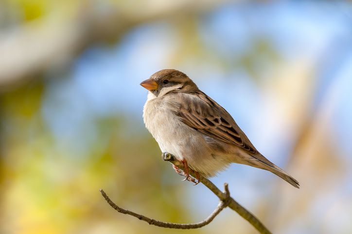 A brown sparrow perched on a thin, leafless branch against a blurred, soft-focus background.
