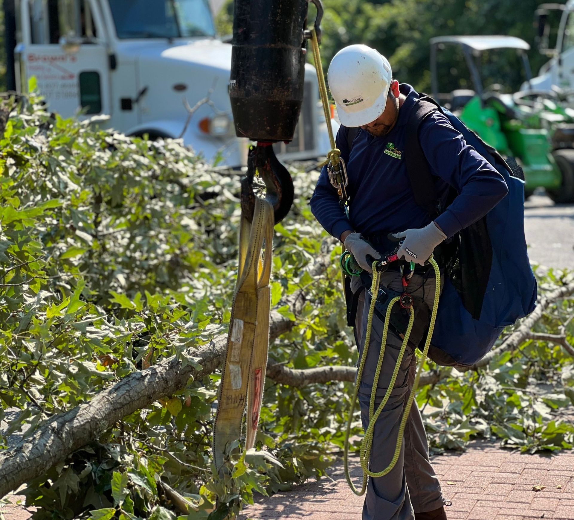 An image of Professional Arborist Tree Doctor in Upper Marlboro MD