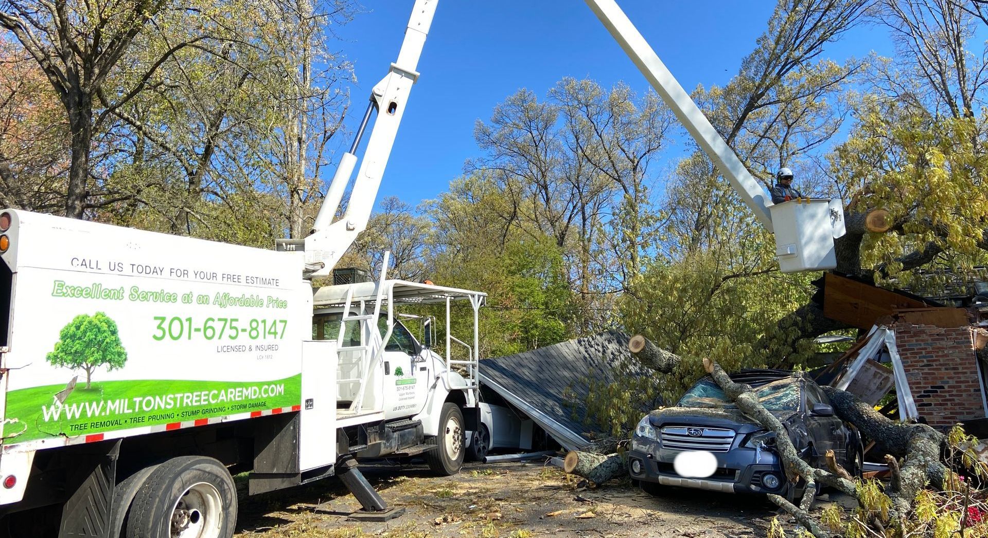 Emergency Tree Removal in Upper Marlboro MD