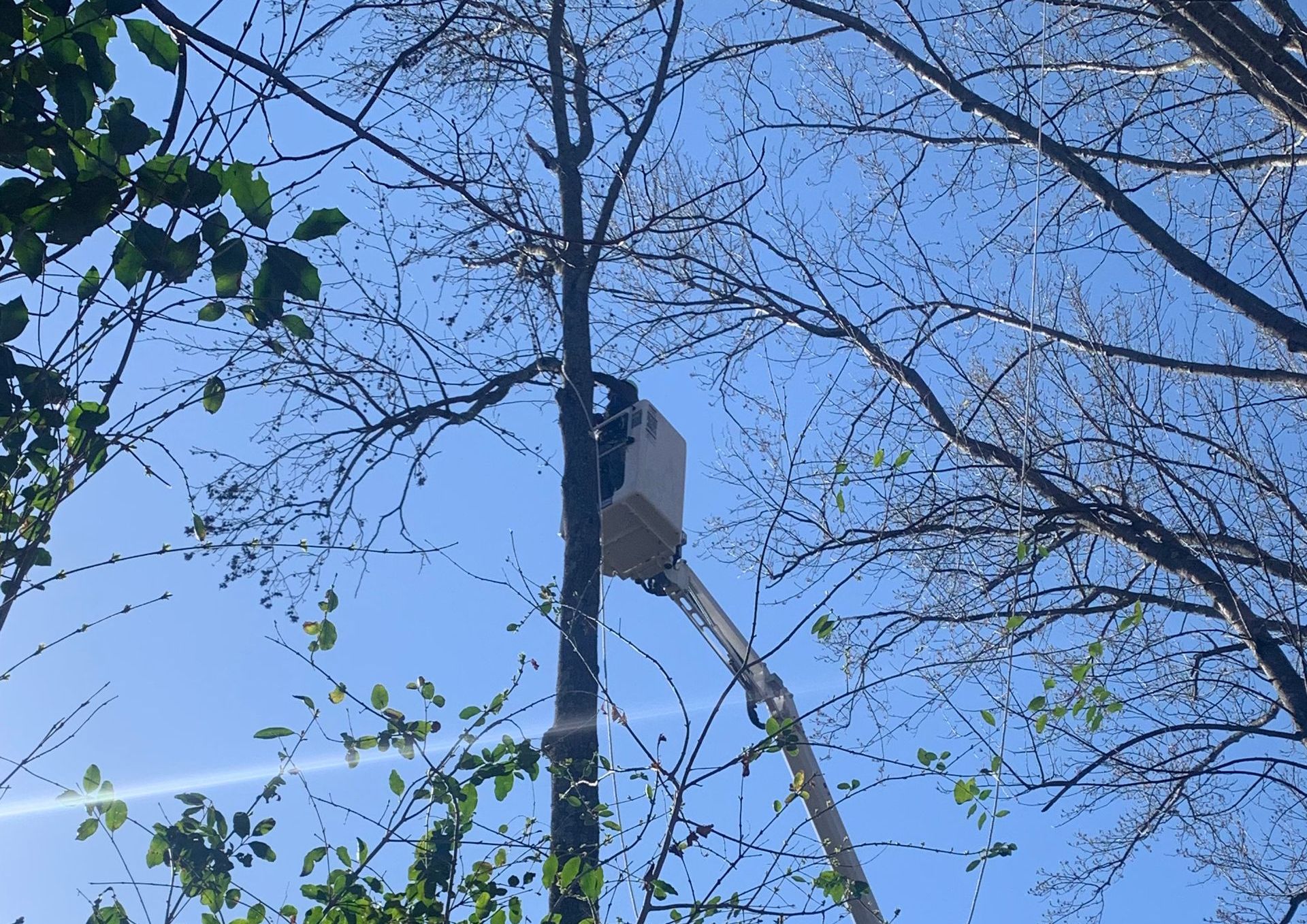 An image of Tree Trimming & Cutting in Upper Marlboro MD
