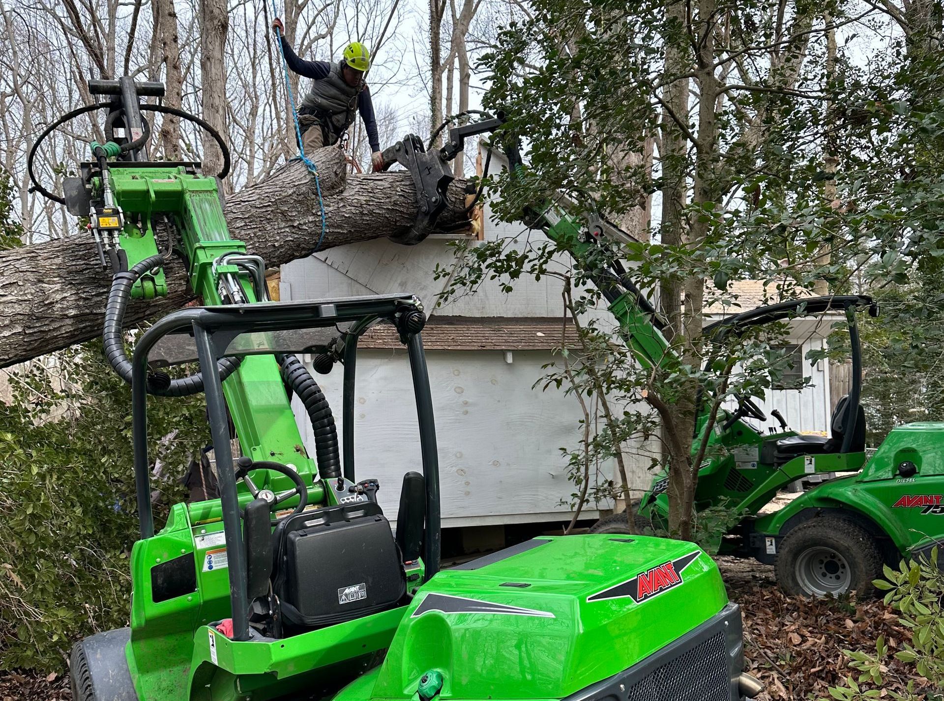 An image of Emergency Tree Removal in Upper Marlboro MD
