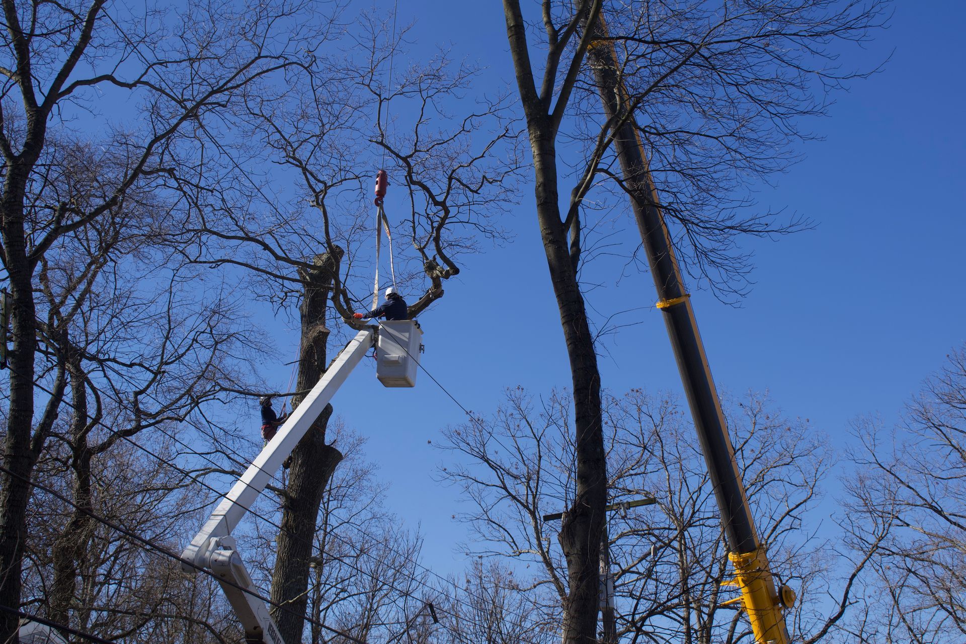 An image of Tree Pruning in Upper Marlboro MD