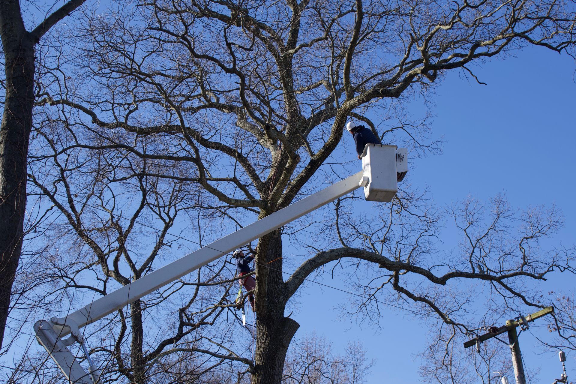 An image of Tree Trimming & Cutting in Upper Marlboro MD