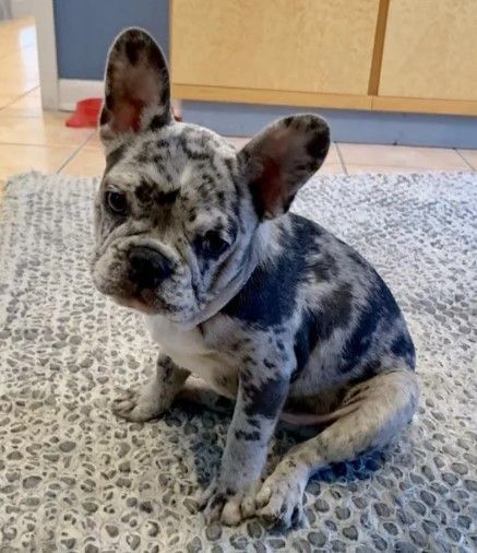 Smudge at Steliotes Dental Spa