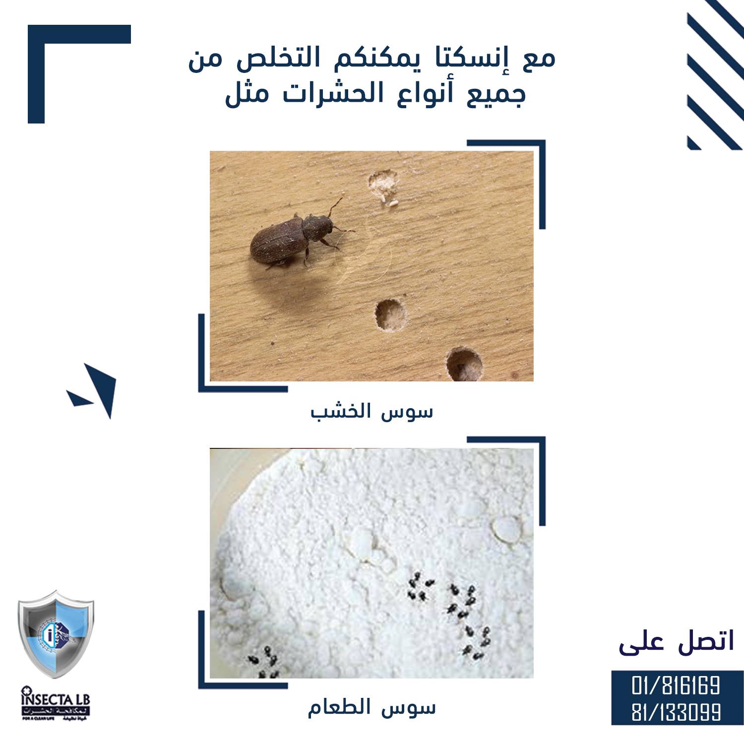 إعلان يظهر نوعين من الآفات، سوسة الخشب وسوسة الطعام، مع معلومات الاتصال.