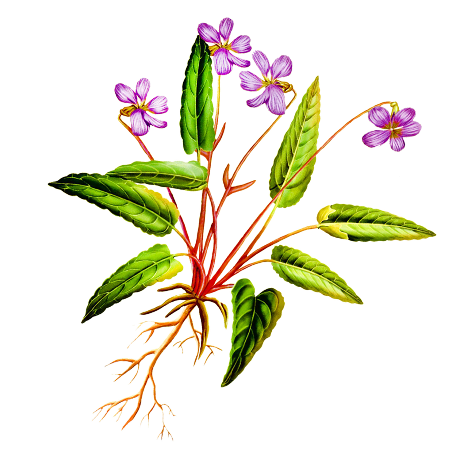 Sordoe Herbal Sleep Mask Refresh Your Life