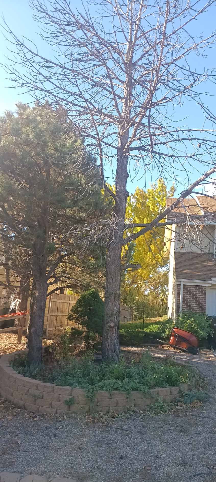 Two trees in a landscaped stone planter in front of a house on a sunny day. One tree is bare, the other has green leaves.