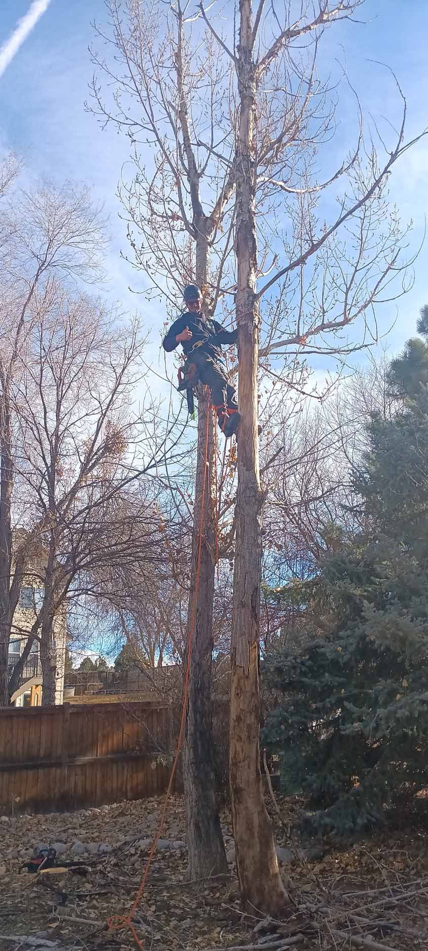 An arborist in a harness climbs a tall, bare tree in a backyard during autumn.