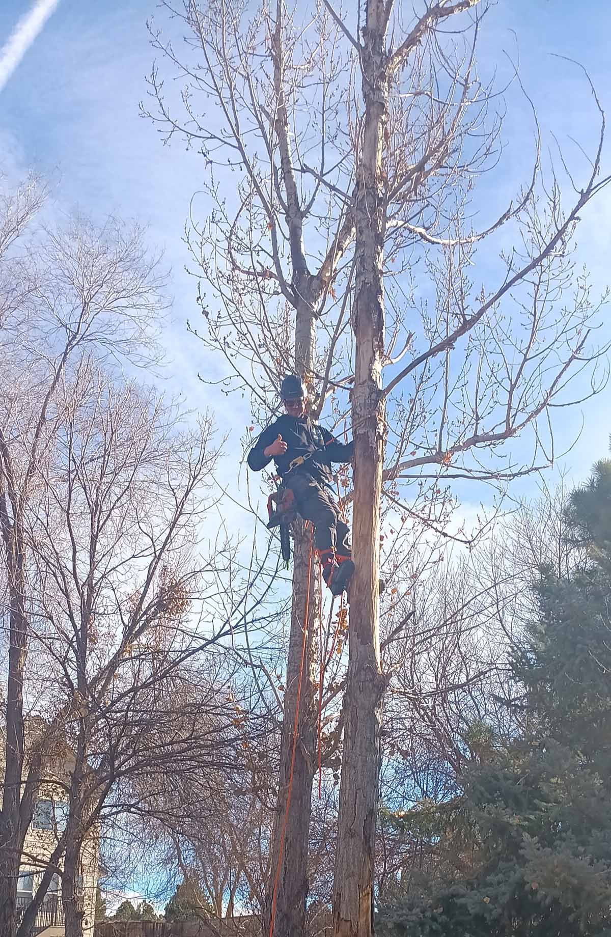 An arborist in safety gear climbs a bare tree against a blue sky, surrounded by other trees in an outdoor setting.