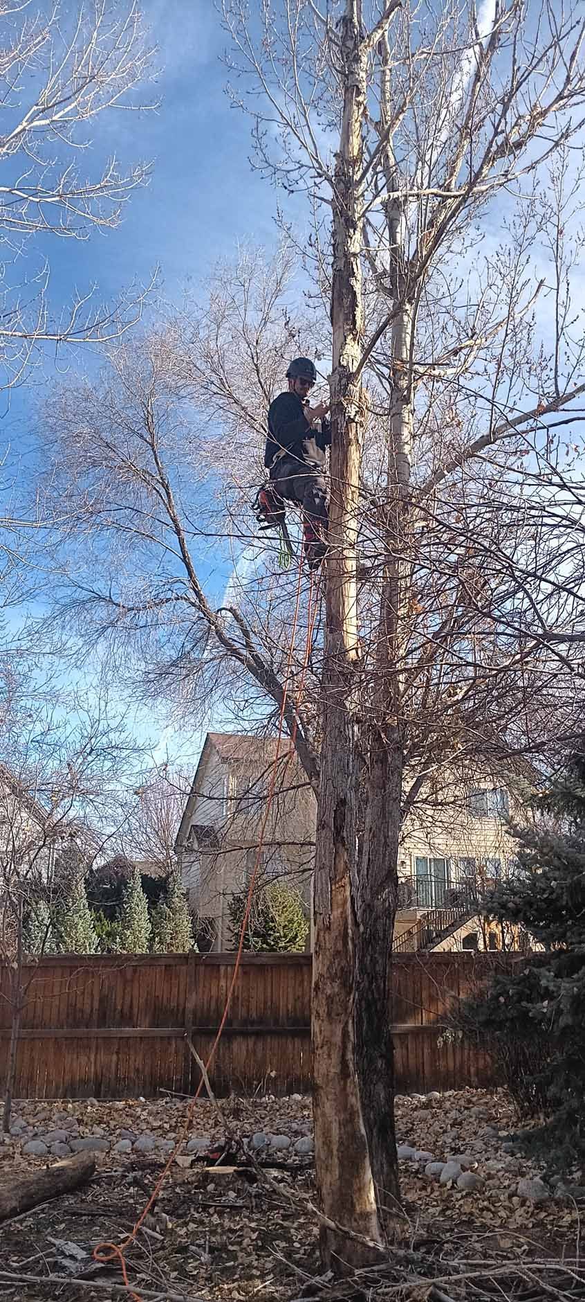 A worker climbs a bare, light-barked tree in a residential backyard on a sunny day.