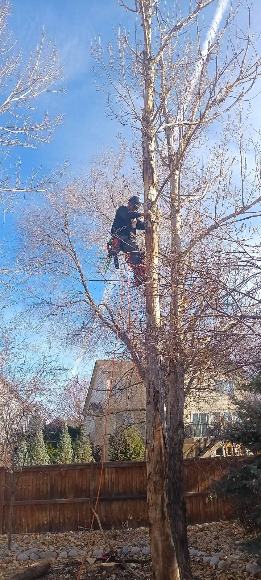 A person in safety gear works high up in a tall, leafless tree on a sunny day with a house in the background.