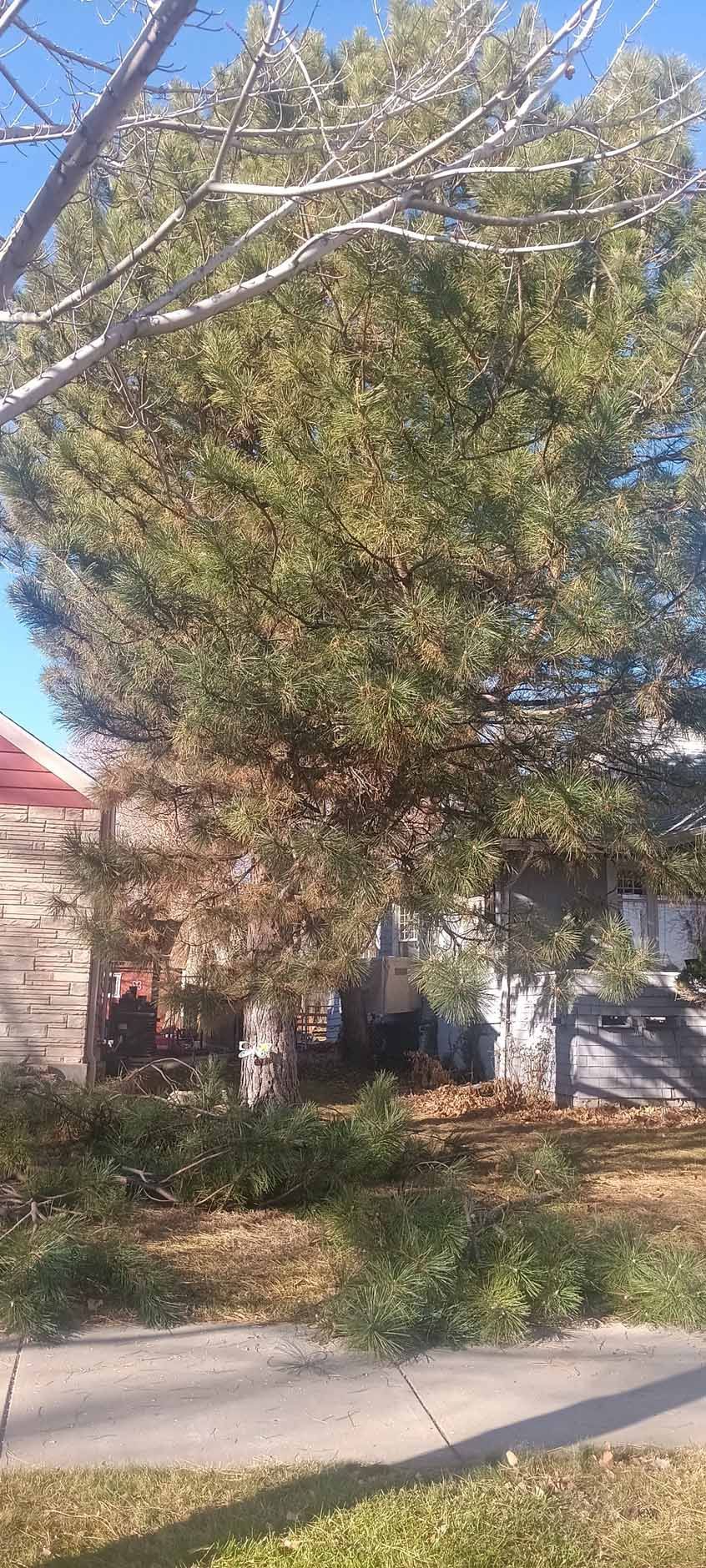 A large, full evergreen tree stands in a sunny yard with scattered branches on the grass near a residential house.